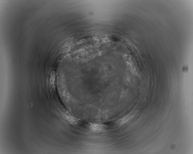 X0000097980336200804071131