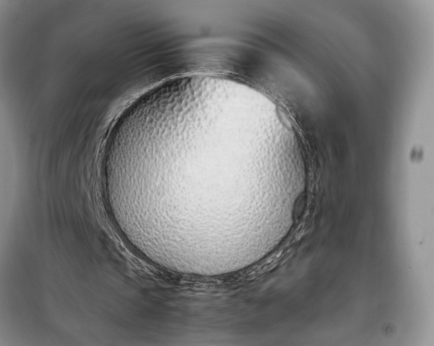X0000097980337200804071130