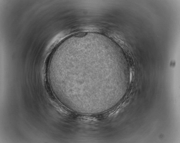 X0000097980339200804071130