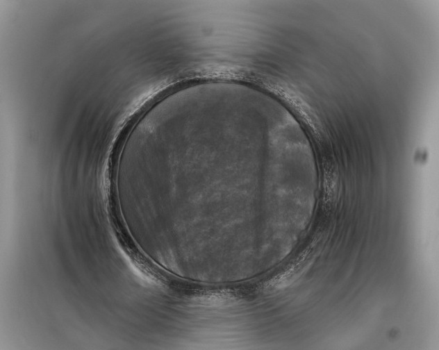 X0000097980674200804071125