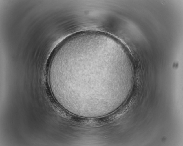 X0000097980879200804071122