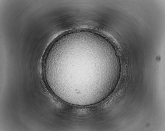 X0000097981031200804071119