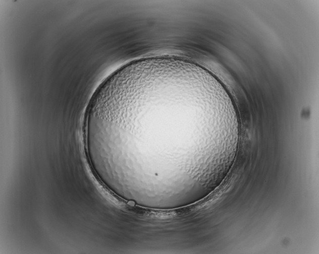 X0000097981055200804071120