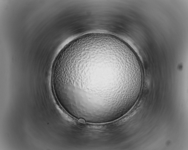 X0000097981245200804071116