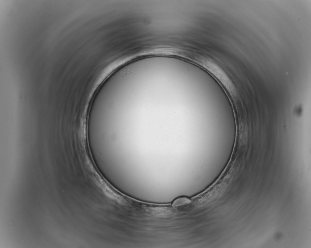 X0000097981436200804071113