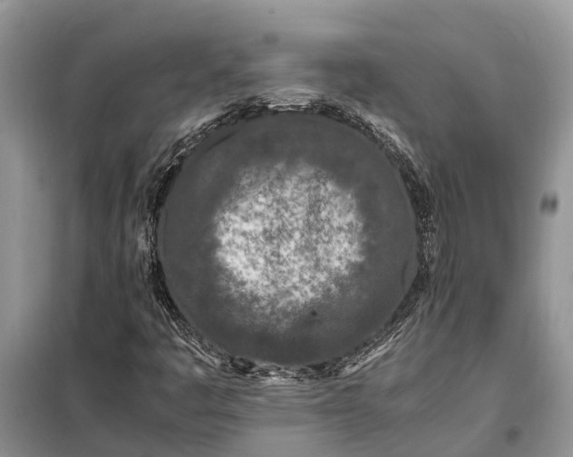 X0000097981445200804071112