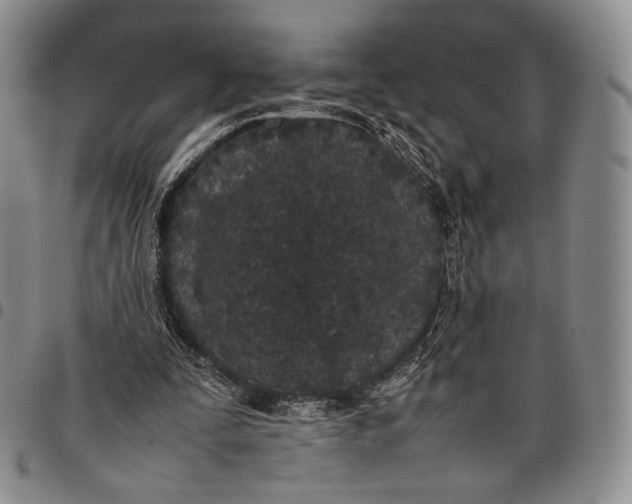 X0000097980295200804141123