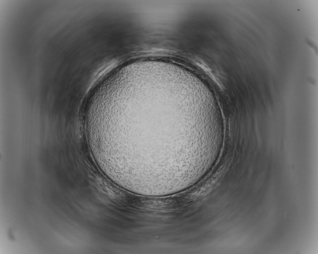 X0000097981405200804141106