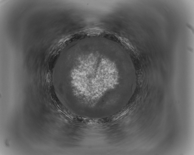 X0000097981445200804141106