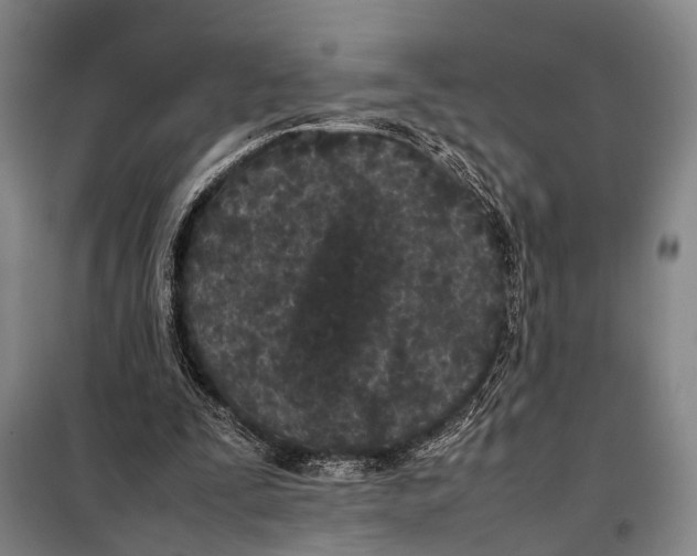 X0000097980295200804211045