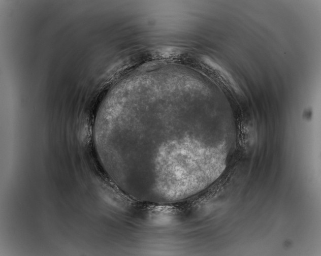 X0000097980324200804211045