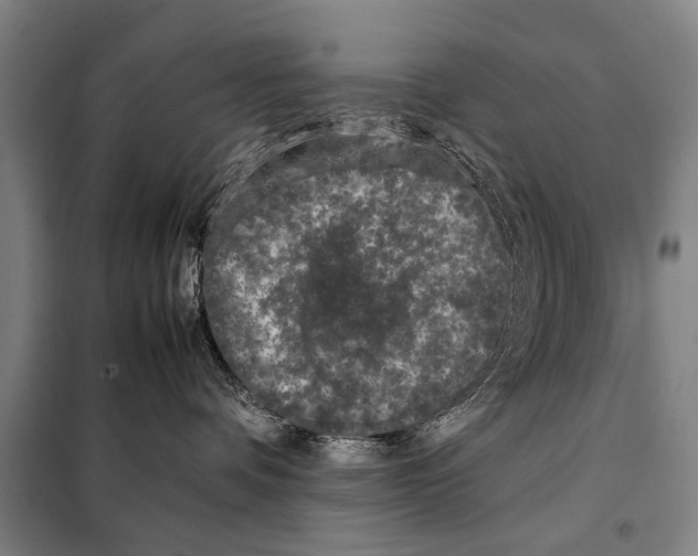 X0000097980336200804211044