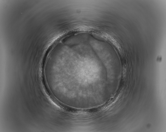 X0000097980581200804211040