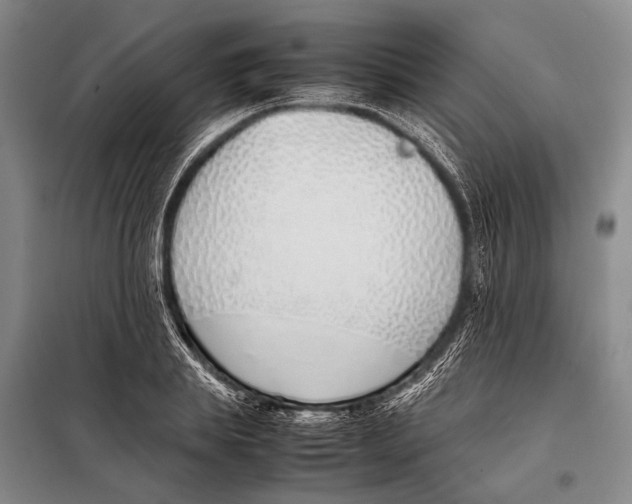 X0000097980839200804211036