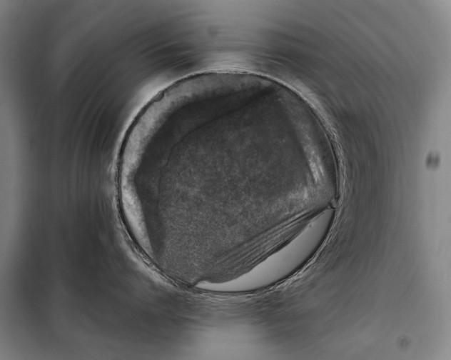 X0000097980864200804211036