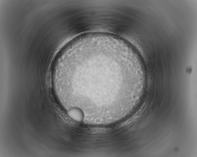 X0000097980925200804211034