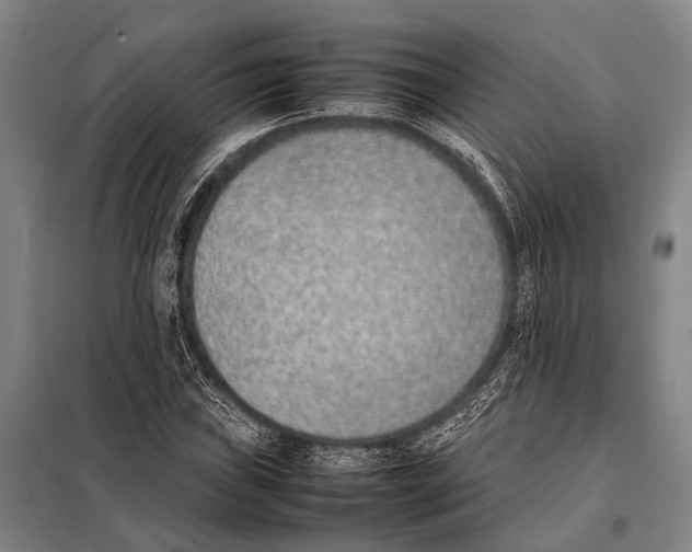 X0000097981019200804211032