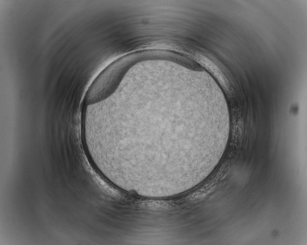 X0000097981092200804211031