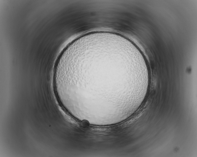 X0000097981245200804211030