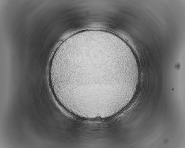 X0000097981429200804211026