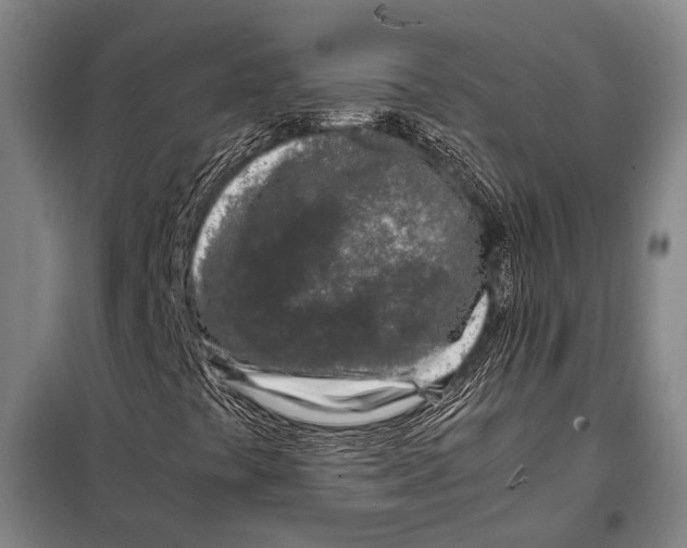 X0000097981441200804211026