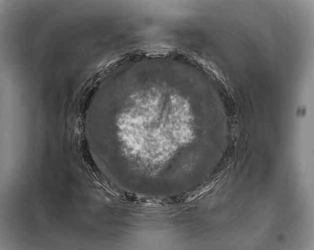 X0000097981445200804211026