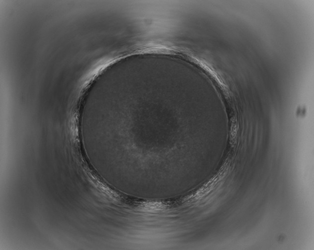 X0000097981455200804211025