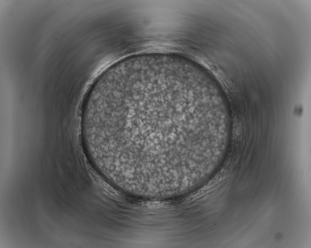 X0000097981459200804211025