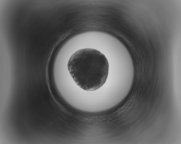 X0000097990734200803241021
