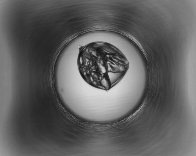 X0000097990930200803241019