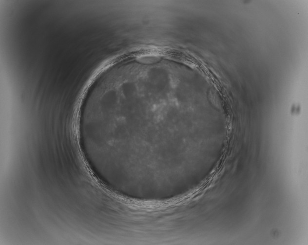 X0000097990006200803241352