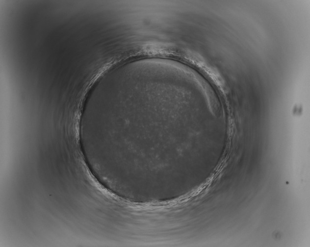X0000097990009200803241352