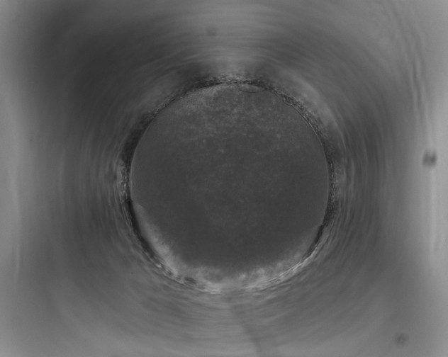 X0000097990029200803241351