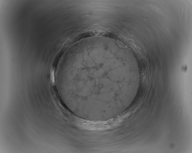 X0000097990042200803241351