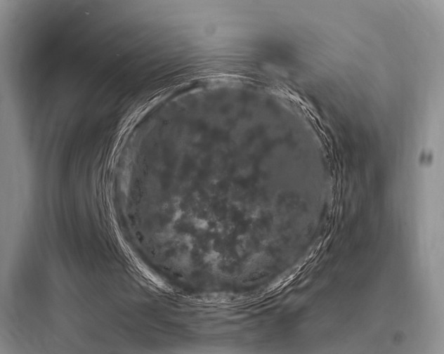 X0000097990049200803241350