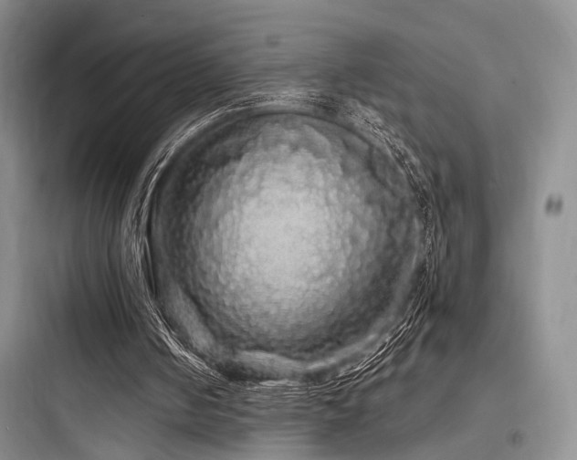 X0000097990050200803241350