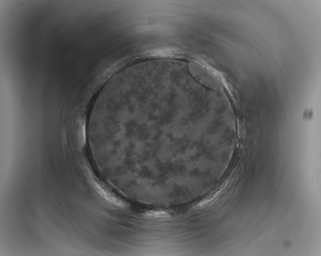 X0000097990061200803241351