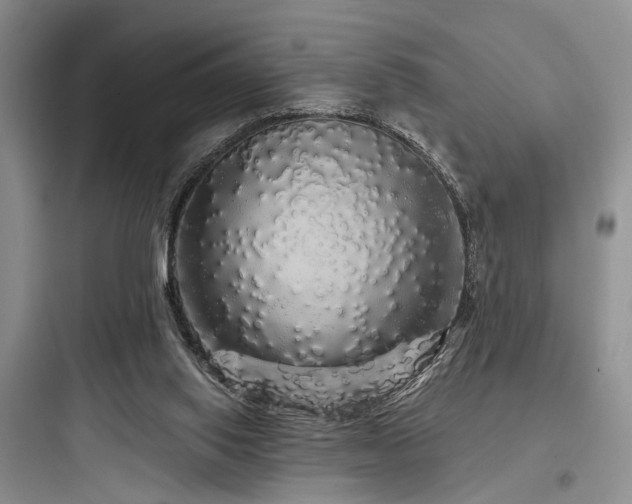 X0000097990062200803241351