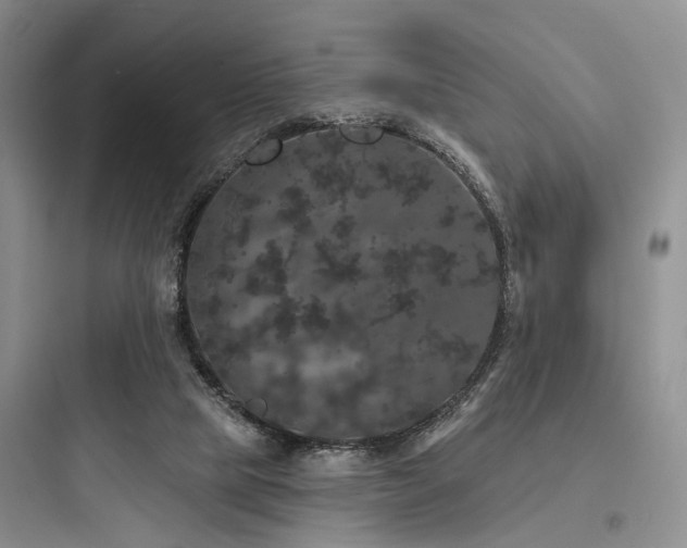 X0000097990065200803241351