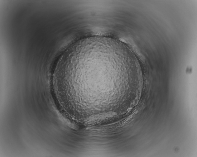 X0000097990066200803241351