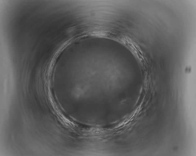 X0000097990145200803241349