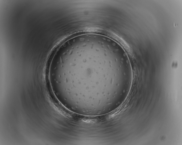 X0000097990155200803241349