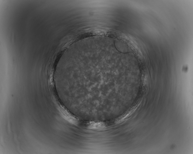 X0000097990185200803241350