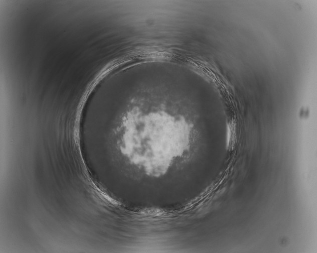 X0000097990195200803241349
