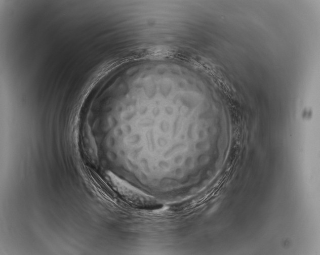 X0000097990242200803241347