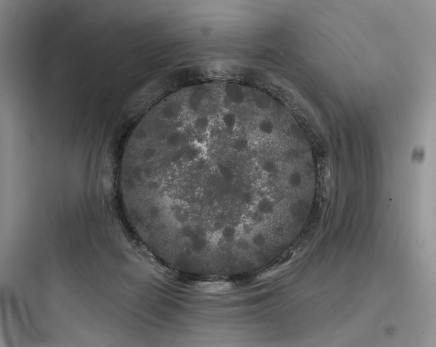 X0000097990266200803241348