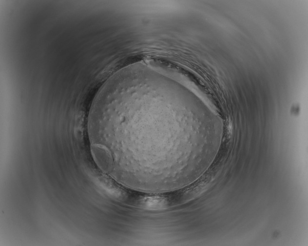 X0000097990275200803241348