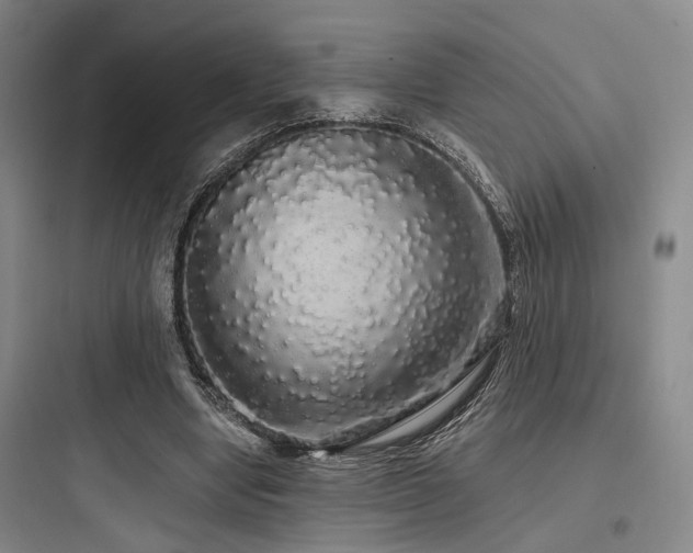 X0000097990442200803241345
