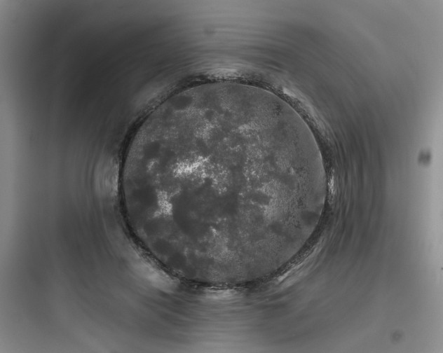 X0000097990454200803241345