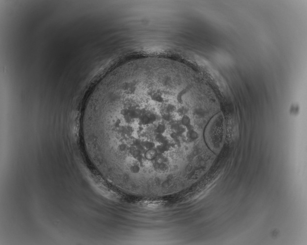 X0000097990495200803241344